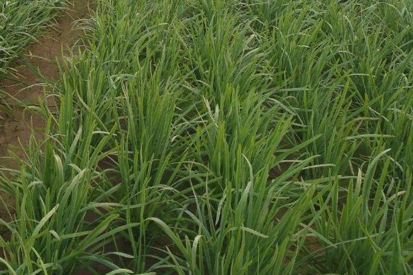 韭菜怎么种植方法,怎么存储