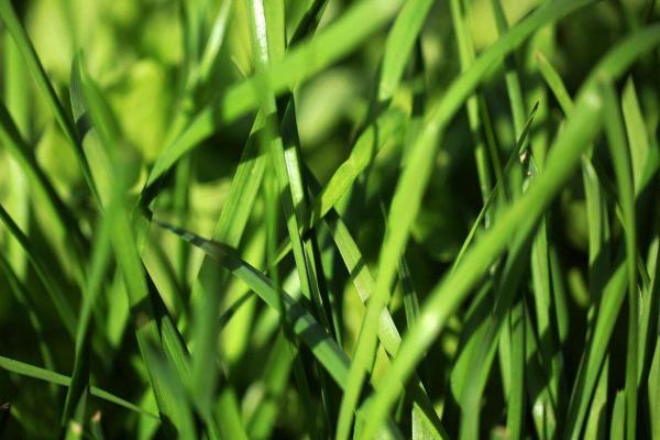 韭菜怎么种植方法,怎么存储