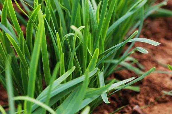 韭菜怎么种植方法,怎么存储