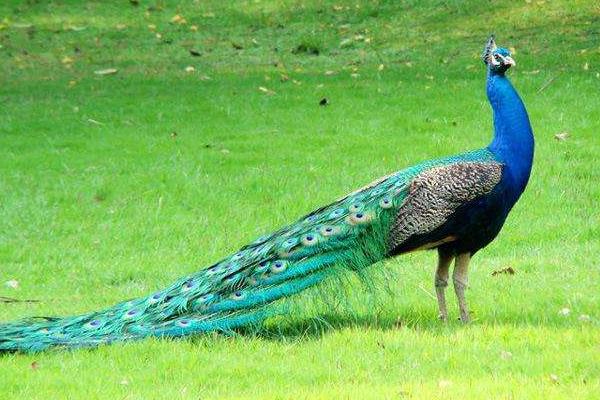 孔雀好养吗,容易生病吗,会不会飞走