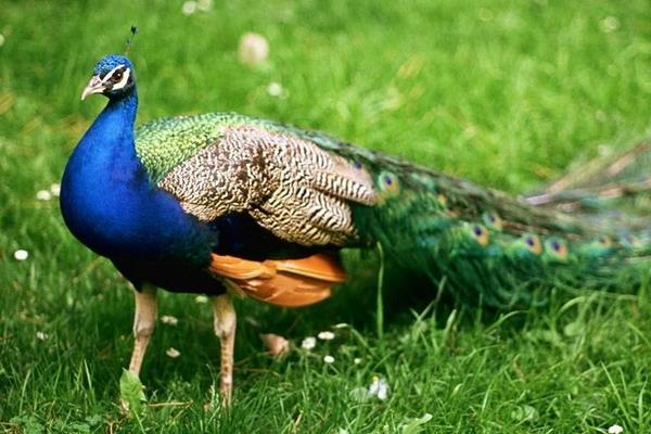 孔雀好养吗,容易生病吗,会不会飞走