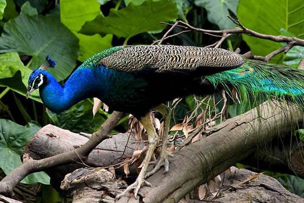 孔雀好养吗,容易生病吗,会不会飞走