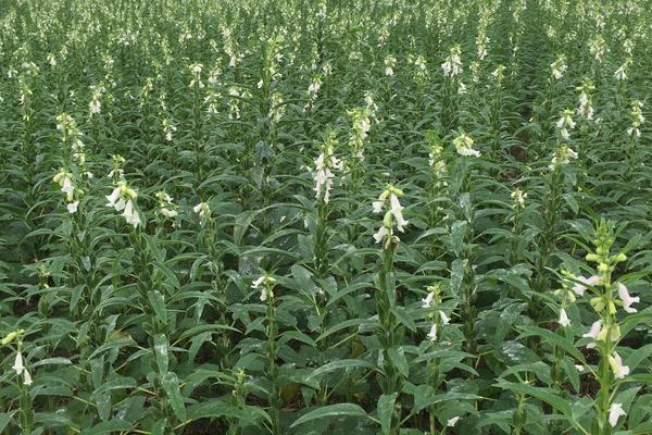 芝麻控旺时间,4至6叶能控旺吗