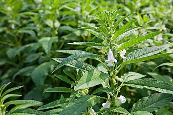 芝麻控旺时间,4至6叶能控旺吗