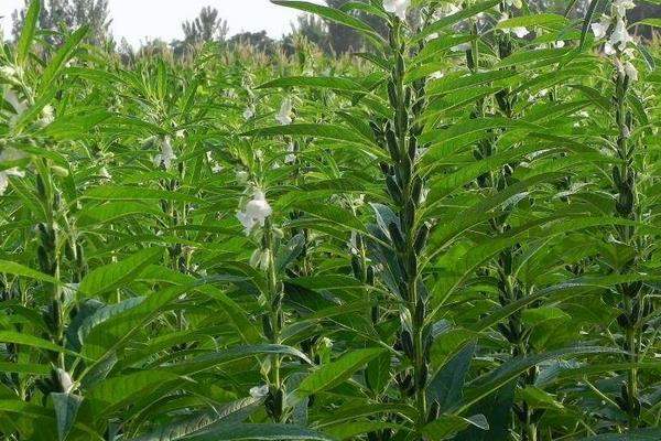 芝麻控旺时间,4至6叶能控旺吗