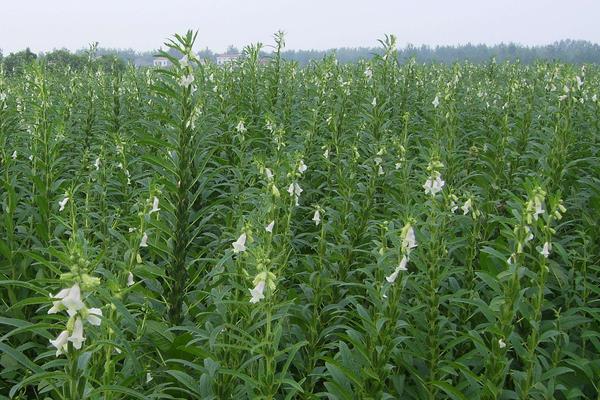 芝麻控旺时间,4至6叶能控旺吗