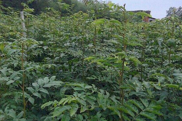 青钱柳树苗多少钱一棵,哪里有买