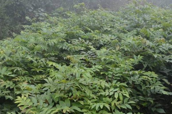 青钱柳树苗多少钱一棵,哪里有买