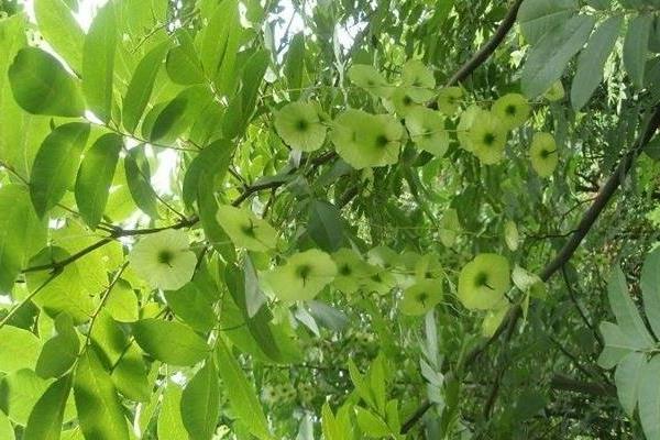 青钱柳树苗多少钱一棵,哪里有买