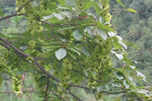 青钱柳树苗多少钱一棵,哪里有买