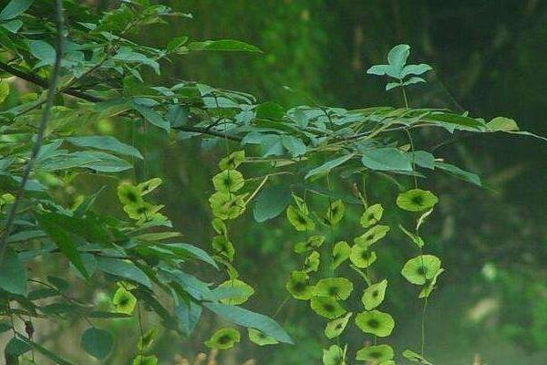 青钱柳树苗多少钱一棵,哪里有买