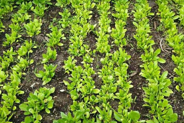 菠菜种子怎么种,种前怎么处理