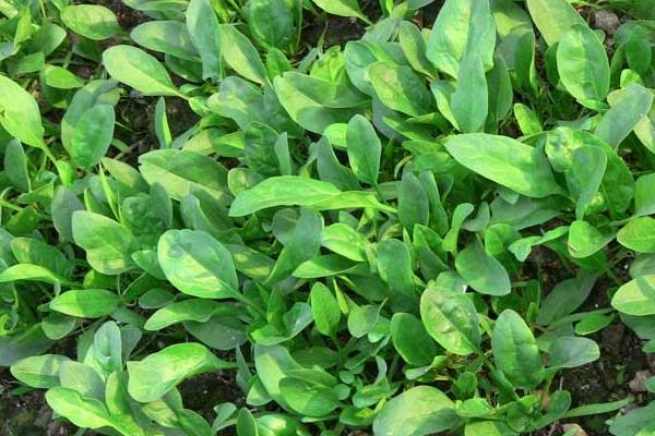 菠菜种子怎么种,种前怎么处理