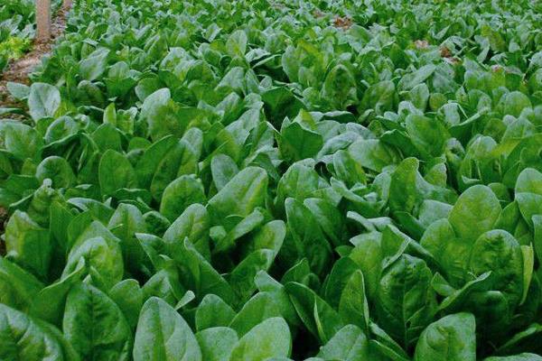 菠菜种子怎么种,种前怎么处理