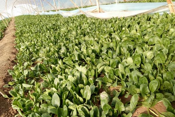 菠菜种子怎么种,种前怎么处理