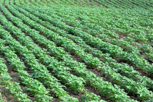 黄豆怎么种植方法，什么时间种