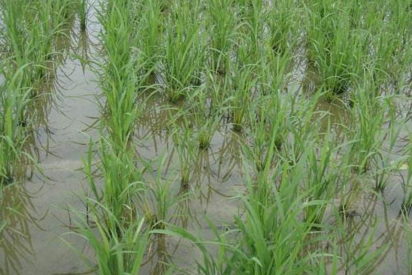 防治二化螟时间,用哪些药剂