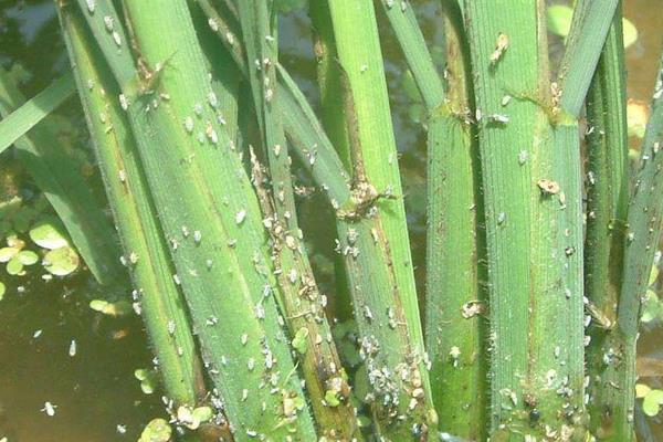 防治二化螟时间,用哪些药剂