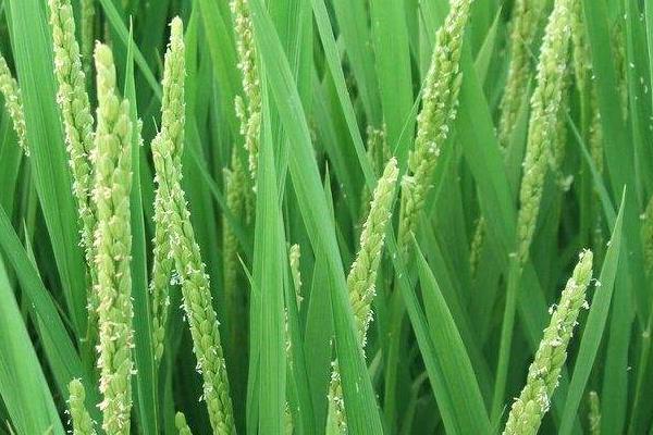 防治二化螟时间,用哪些药剂