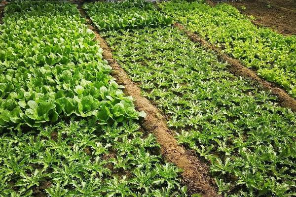 打叶面肥较合适的时机,在什么时候不能打?