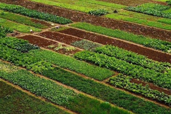 打叶面肥较合适的时机,在什么时候不能打?