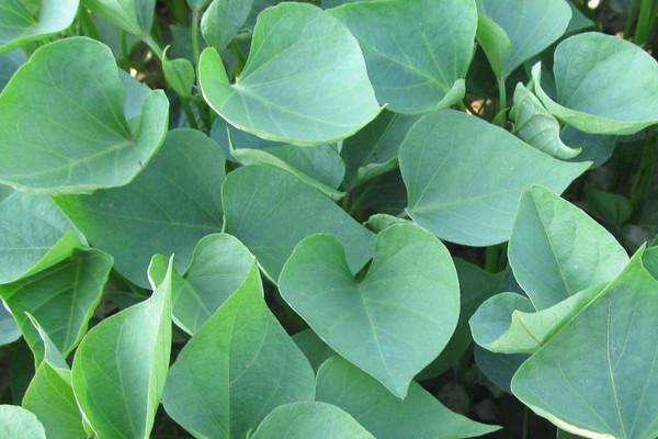 怎样育红薯苗出的快又多,附剪苗方法