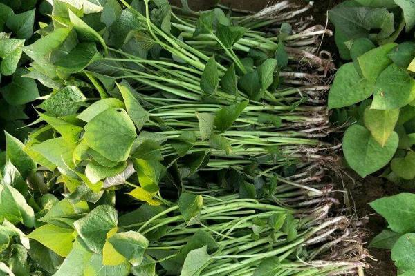 怎样育红薯苗出的快又多,附剪苗方法