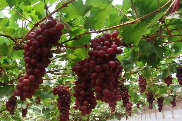 葡萄施肥的时间,要选对肥期