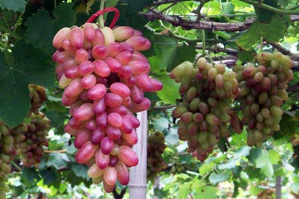 葡萄施肥的时间,要选对肥期