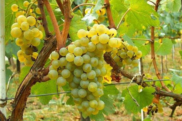 葡萄施肥的时间,要选对肥期