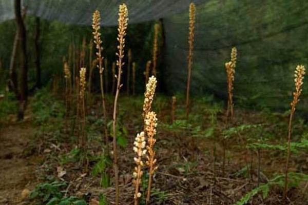 种植什么药材值钱,好种是关键