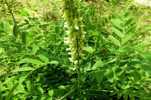 种植什么药材值钱,好种是关键