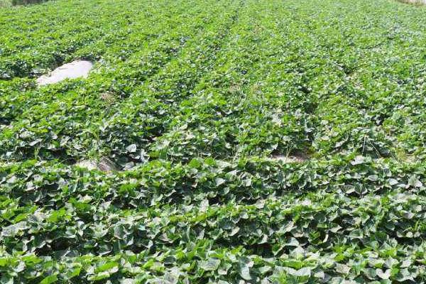 地瓜种植技术与管理,这样种才能高产