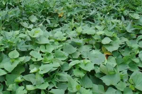 地瓜种植技术与管理,这样种才能高产