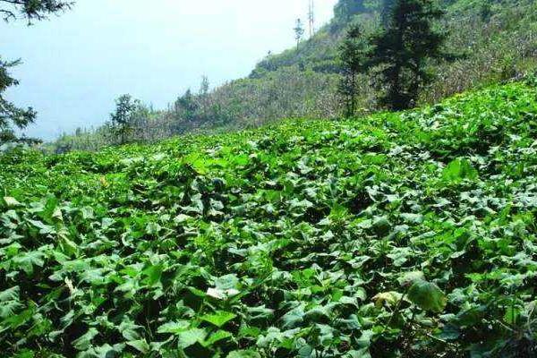 地瓜种植技术与管理,这样种才能高产