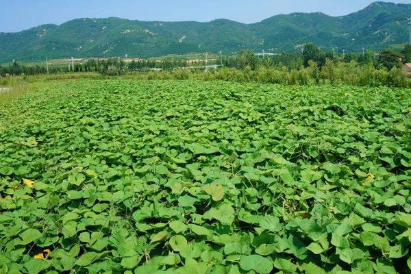 地瓜种植技术与管理,这样种才能高产