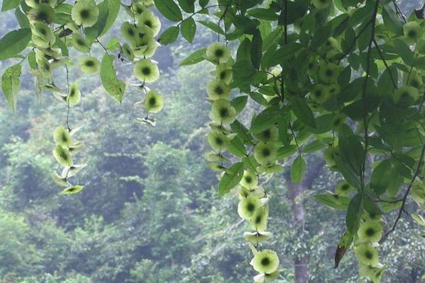 青钱柳树苗多少钱一棵,哪里有买