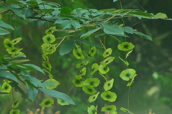 青钱柳树苗多少钱一棵,哪里有买