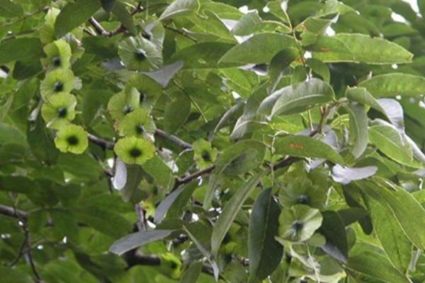 青钱柳树苗多少钱一棵,哪里有买