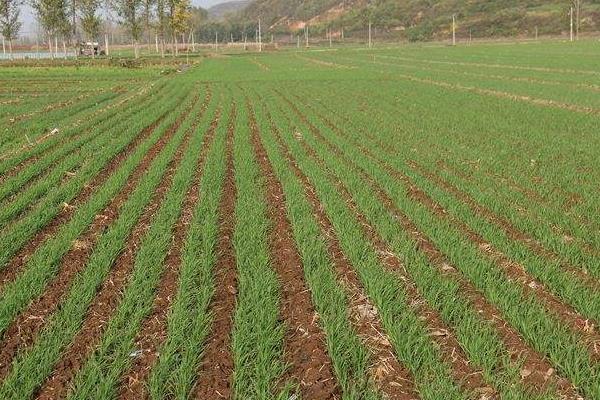 小麦除草的时间与温度,什么时候打药好