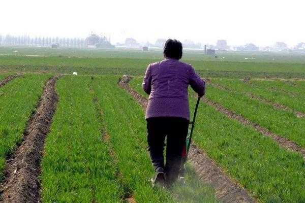 小麦除草的时间与温度,什么时候打药好
