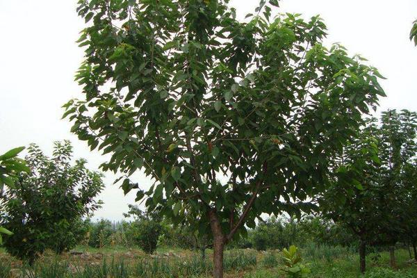 樱桃树打药的时机,上午还是下午,先里还是先外?