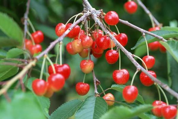 樱桃树打药的时机,上午还是下午,先里还是先外?