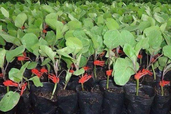 嫁接茄子技术,附操作流程