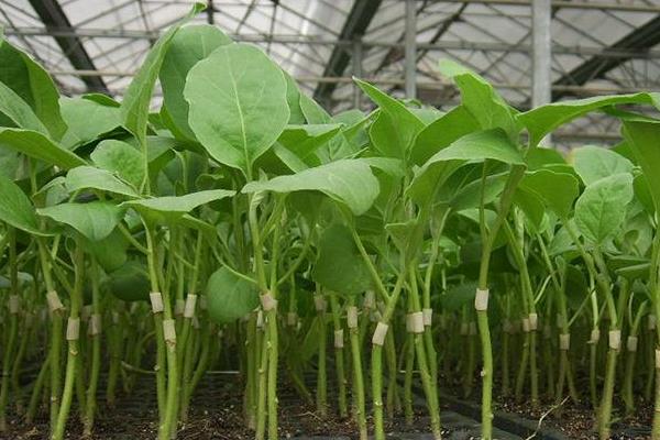 嫁接茄子技术,附操作流程