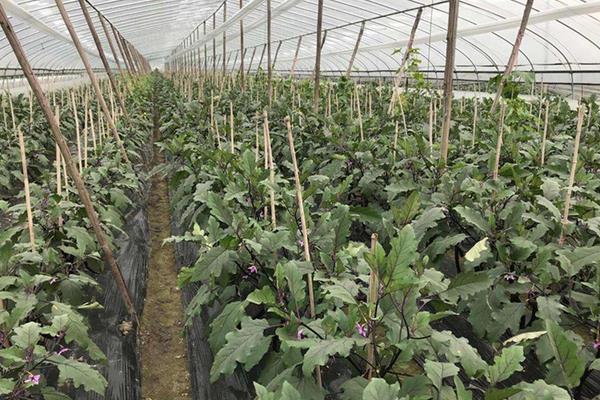 嫁接茄子技术,附操作流程