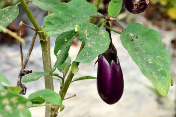 嫁接茄子技术,附操作流程