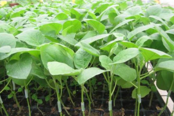 嫁接茄子技术,附操作流程