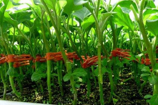 嫁接茄子技术,附操作流程