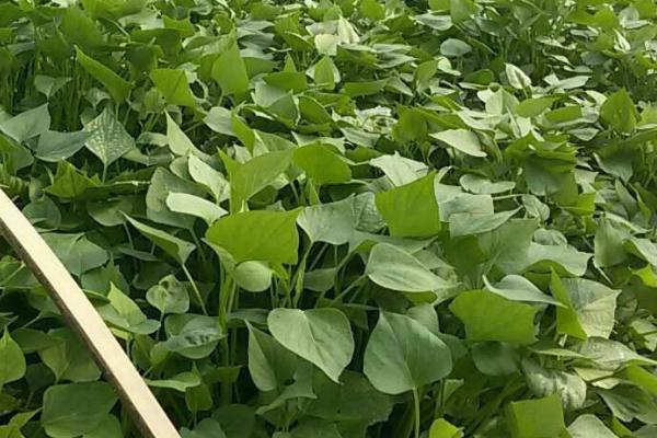 地瓜种植技术与管理,这样种才能高产